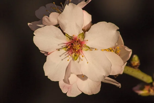 Макроизображение Миндального Цветка — стоковое фото