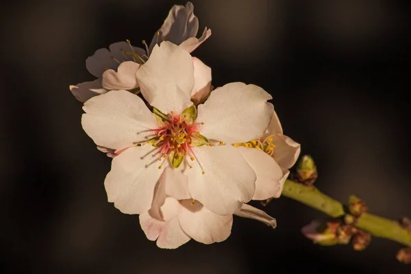 Macro Imagen Una Flor Almendra — Foto de Stock