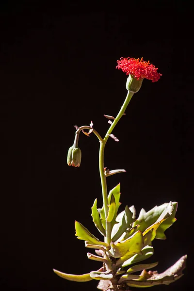 Close Image Showing Flower Bud Leaves Senecio Fulgens — Stock Photo, Image