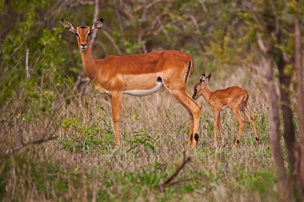 Una Oveja Solitaria Impala Aepyceros Melampus Con Cordero Recién Nacido — Foto de Stock