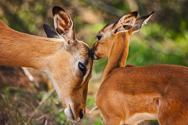 Ein Einsames Impala Mutterschaf Aepyceros Melampus Mit Seinem Neugeborenen Lamm — Stockfoto
