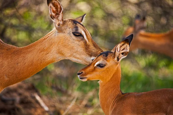 Una Oveja Solitaria Impala Aepyceros Melampus Con Cordero Recién Nacido —  Fotos de Stock