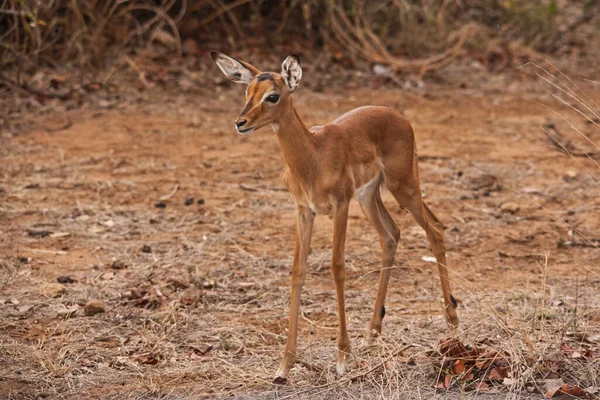 Giovanissimo Agnello Impala Aepyceros Melampus Nel Parco Nazionale Kruger Sudafrica — Foto Stock