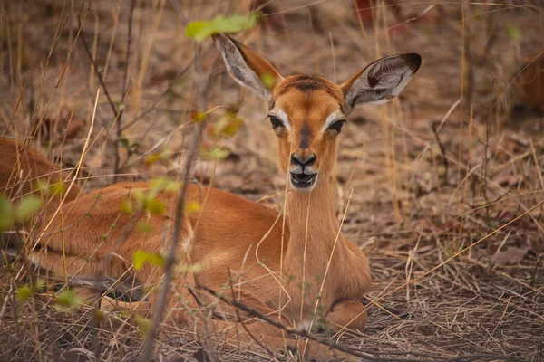 Cordeiro Muito Jovem Impala Aepyceros Melampus Parque Nacional Kruger África — Fotografia de Stock