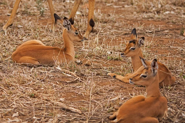 Cordeiros Jovens Impala Aepyceros Melampus São Mantidos Uma Crche Perto — Fotografia de Stock