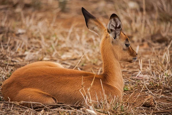 Giovanissimo Agnello Impala Aepyceros Melampus Nel Parco Nazionale Kruger Sudafrica — Foto Stock