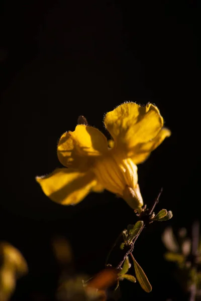 Flowers Karoo Gold Rhigozum Obovatum Burch Drab Looking Spiny Multi — Stock Photo, Image