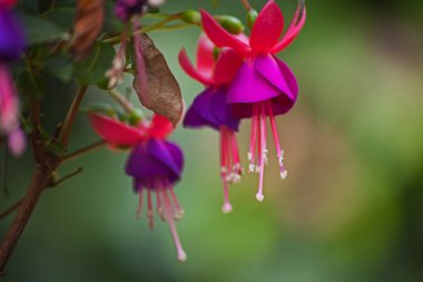 Fuchsia bitkisinin çiçeklerinin makro görüntüsü.