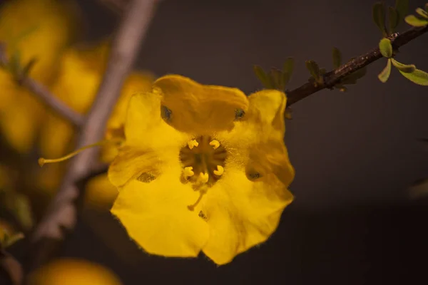 Flowers Karoo Gold Rhigozum Obovatum Burch Drab Looking Spiny Multi — Stock Photo, Image