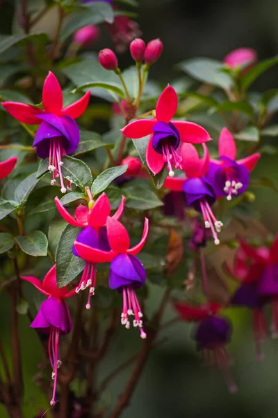 Macro Image Flowers Fuchsia Plant — Stock Photo, Image