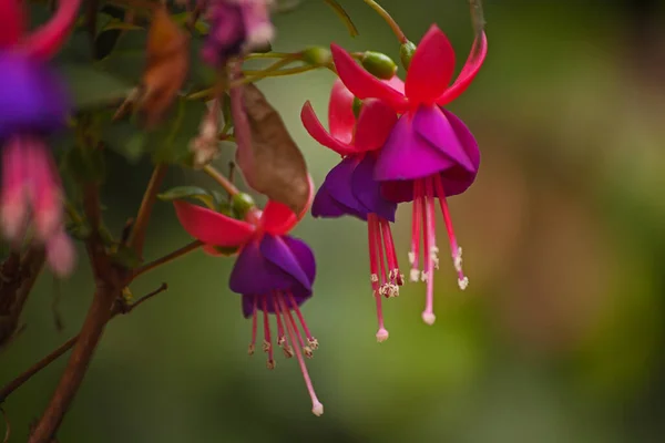 Macro Image Flowers Fuchsia Plant — Stock Photo, Image