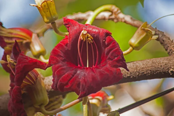 Flor Vermelho Sangue Árvore Salsicha Kigelia Africana Árvores São Endêmicas — Fotografia de Stock