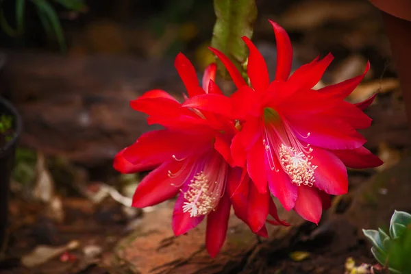 Schlumbergera Epiphylllum Kaktusz Vörös Virága Más Néven Karácsonyi Vagy Hálaadási — Stock Fotó