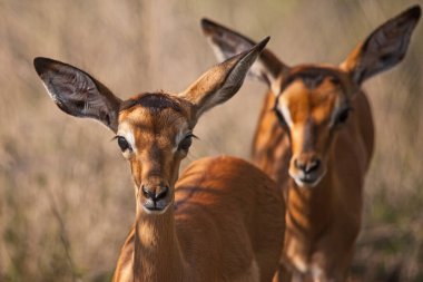 Kruger Ulusal Parkı 'nda iki genç Impala (Aepyceros melampus) kuzusu. Güney Afrika