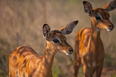 Kruger Ulusal Parkı 'nda iki genç Impala (Aepyceros melampus) kuzusu. Güney Afrika