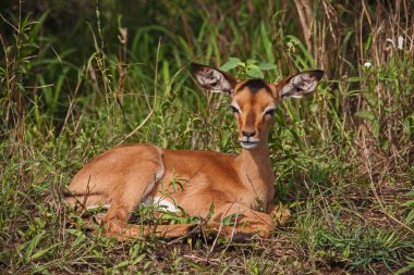 Kruger Ulusal Parkı 'nda çok genç bir Impala (Aepyceros melampus) kuzusu. Güney Afrika