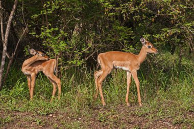 Kruger Ulusal Parkı 'nda iki genç Impala (Aepyceros melampus) kuzusu. Güney Afrika