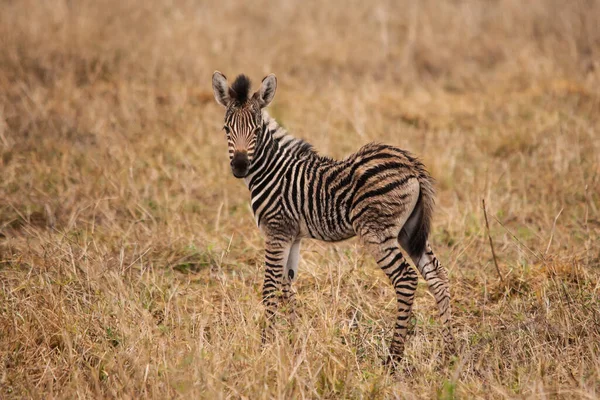 Velmi Mladá Zebra Equus Quagga Burchellii Krátce Dešti — Stock fotografie