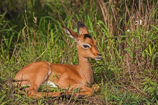 Cordero Muy Joven Impala Aepyceros Melampus Parque Nacional Kruger Sudafrica —  Fotos de Stock