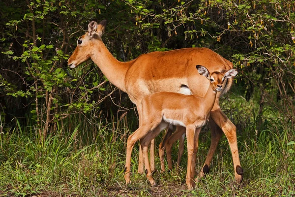 Uma Ovelha Impala Solitária Aepyceros Melampus Com Seu Cordeiro Recém — Fotografia de Stock