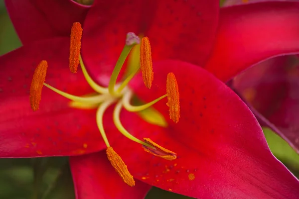 红色东方百合在花朵中的宏观形象 — 图库照片