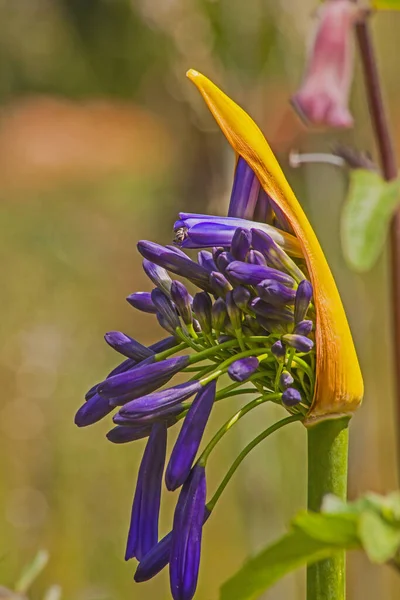 Agapanthus Agapanthus Praecox Flowers Opening — Stock Photo, Image