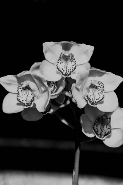 Monochrome Image Flower Spike Cymbidium Orchid Black Background — Stock Photo, Image