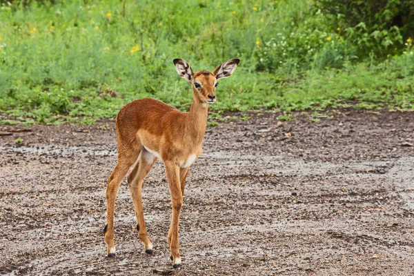 Дуже Молодий Impala Aepyceros Melampus Ягня Національному Парку Крюгер Пар — стокове фото