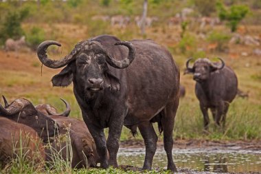 Suda büyük bir Cape Buffalo boğası (Syncerus caffer)