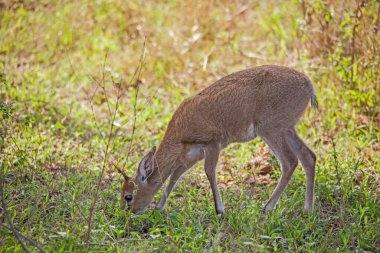 Olgunlaşmamış bir Duiker (Sylvicapra Grimmia) Kruger Ulusal Parkı 'nda yabani otların yeni bahar yapraklarıyla beslenir. Güney Afrika
