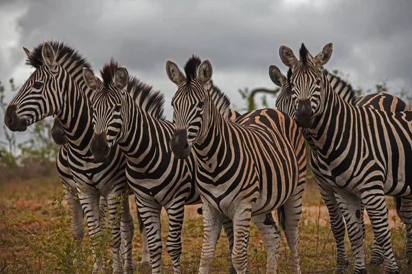 Gruppo Stalloni Zebra Nel Parco Nazionale Kruger Sudafrica — Foto Stock