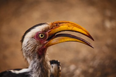 Kruger Ulusal Parkı 'ndaki Güney Sarı gagalı Hornbill' in (Tockus leucomelas) portresi. Güney Afrika