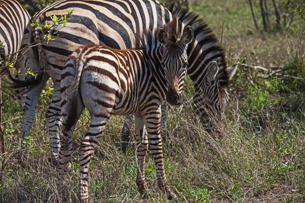 Zebra Equus Quagga Burchellii Klisna Její Mladý Faul Národním Parku — Stock fotografie