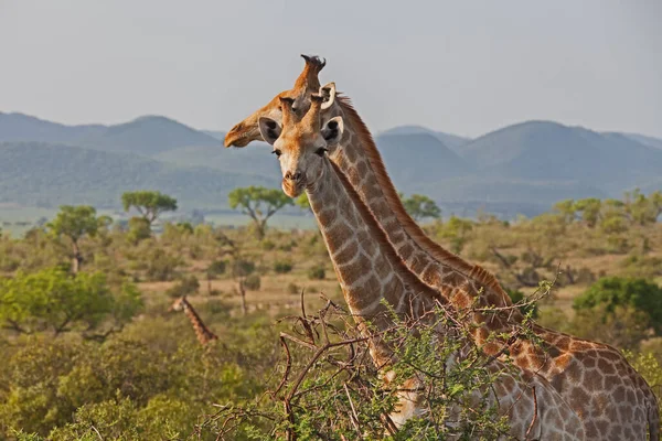 Due Giraffe Femmine Giraffa Camelopardalis Nel Parco Nazionale Kruger Sudafrica — Foto Stock