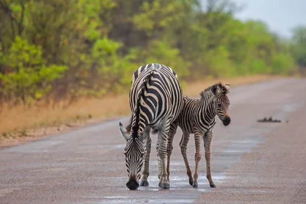 Zebra Equus Quagga Burchellii Klisna Její Mladý Faul Pití Dešťové — Stock fotografie