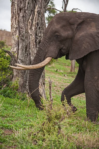 Touro Elefante Africano Solitário Loxodonta Africana Pastando Grama Mola Macia — Fotografia de Stock