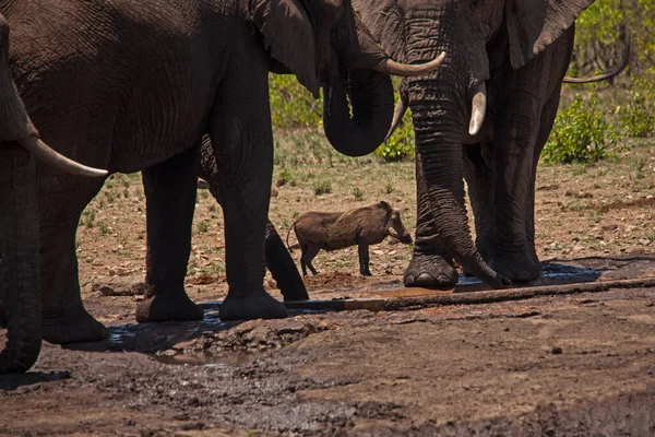 Common Warthog Phacochoerus Africanus Sharing Waterhole African Elephants Loxodonta Africana — Stock Photo, Image