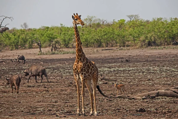 Giraffa Camelopardalis — ஸ்டாக் புகைப்படம்