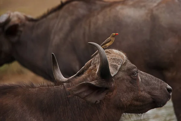 Buvolí Mys Syncerus Caffer Kráva Červeným Faktorem Oxpeckers Buphagus Erythrorhynchus — Stock fotografie