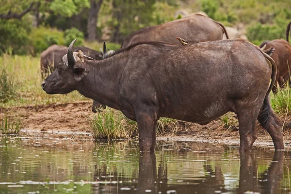 Cape Buffalo Syncerus Caffer Vache Bec Rouge Buphagus Erythrorhynchus Eau — Photo