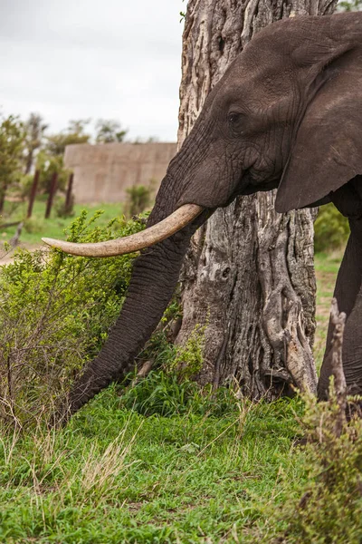 一头孤独的非洲象公牛 Loxodonta Africana 在柔软的春草上吃草 — 图库照片