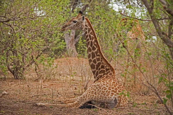 Una Jirafa Joven Giraffa Camelopardalis Descansando Durante Tarde Caliente Parque —  Fotos de Stock