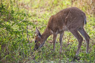 Sıcak bir yaz gününde suda Bufalo (Syncerus caffer).