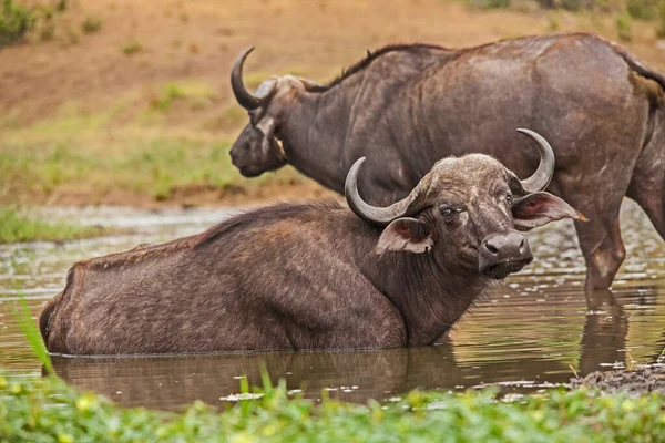 Buffalo Syncerus Caffer Dans Eau Par Une Chaude Journée Été — Photo