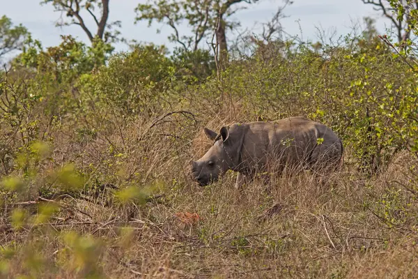 Buffalo Syncerus Caffer Água Dia Quente Verão — Fotografia de Stock