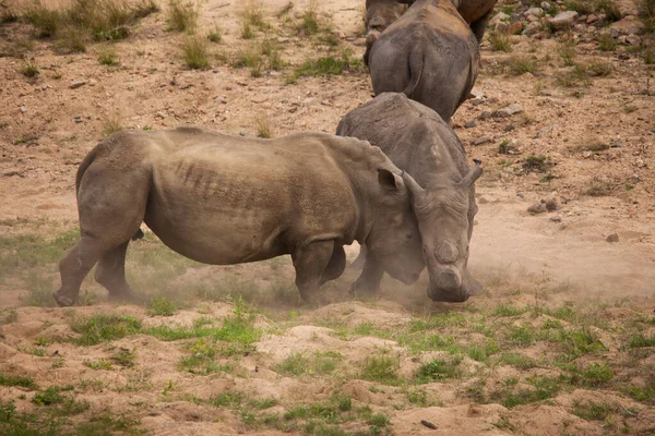 Dwa Pozbawione Rogów Białe Rhino Ceratotherium Simum Walczące Parku Narodowym — Zdjęcie stockowe