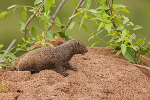 Dwarf Mongoose Helogale Parvula Only Smallest Member Mongoose Family Smalles — Stock Photo, Image