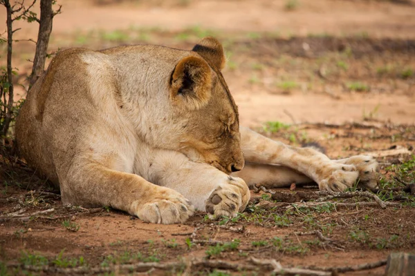 Una Sola Hembra León Panthera Leo Descansando Sombra Árbol Parque — Foto de Stock