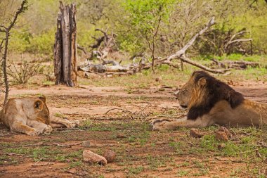 Bir erkek ve dişi aslan (Panthera leo) Kruger Ulusal Parkı 'ndaki bir ağacın gölgesinde dinleniyor. Güney Afrika