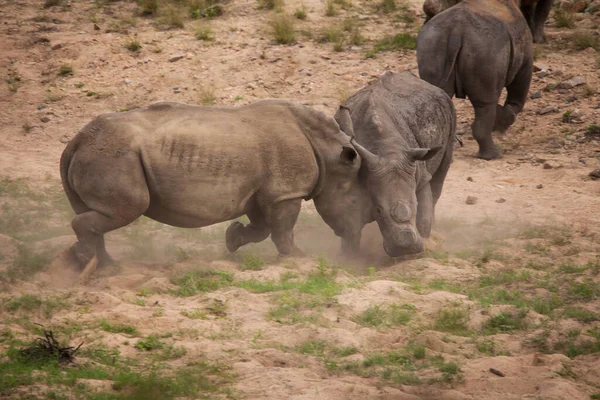 Dois Rinocerontes Brancos Ceratotherium Simum Lutando Parque Nacional Kruger Parques — Fotografia de Stock